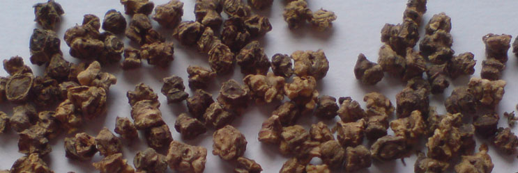 Beetroot Seeds (multigerm)