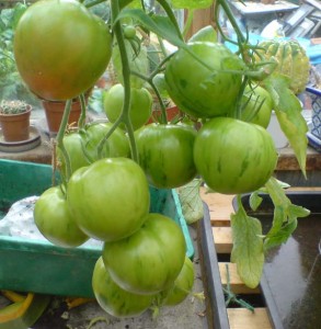 Unripe tomatoes